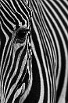 512 - STRIPES OF NATURE - BANERJEE SOUNAK - india <div